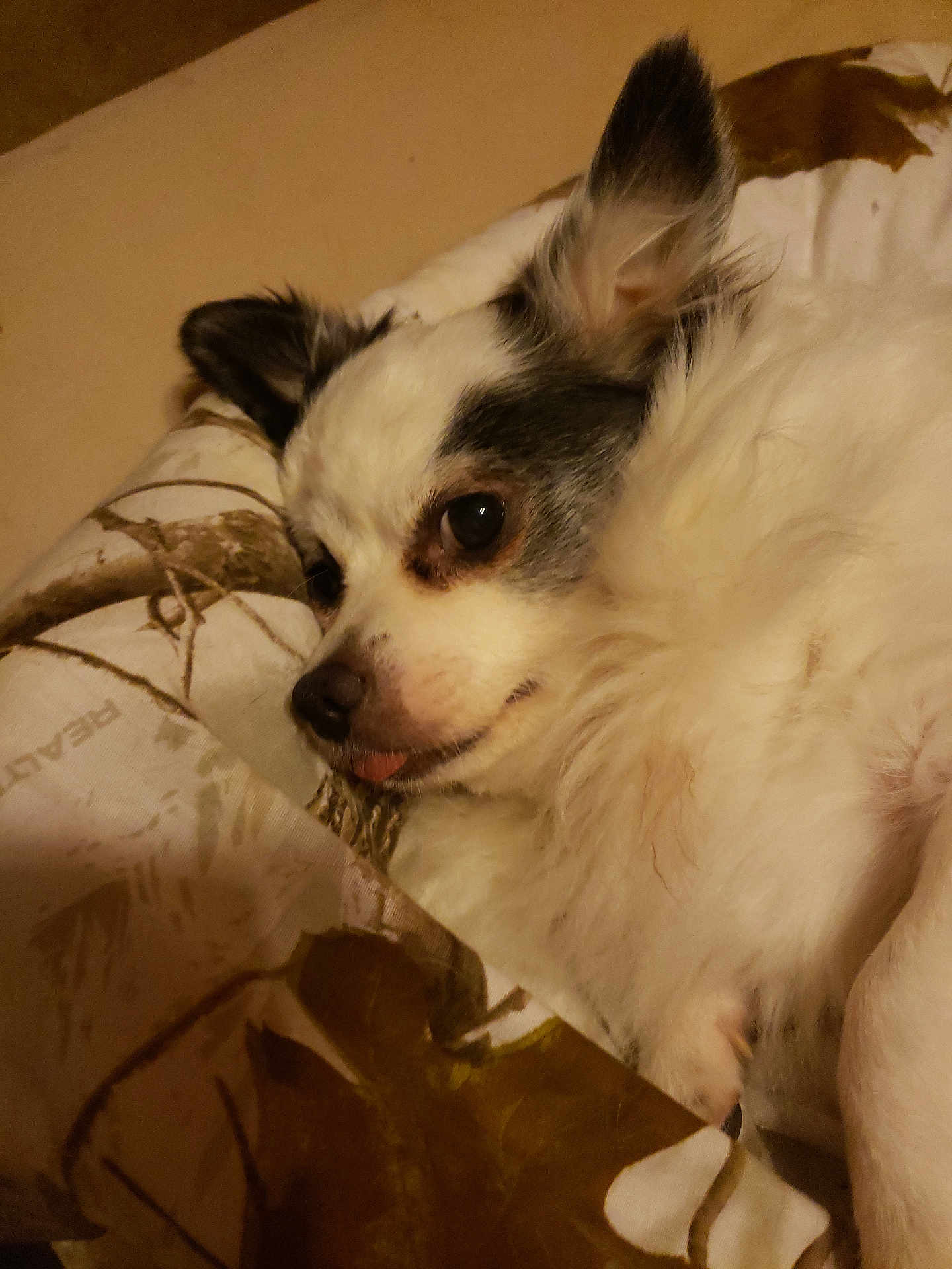 Bandit