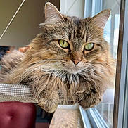 Flora is registered to the contest to win money with this photo: animal, calm, cat, close_up, cozy, cute, domestic, feline, fluffy, fur, green_eyes, indoor, natural_light, perch, pet, portrait, relaxed, resting, whiskers, window