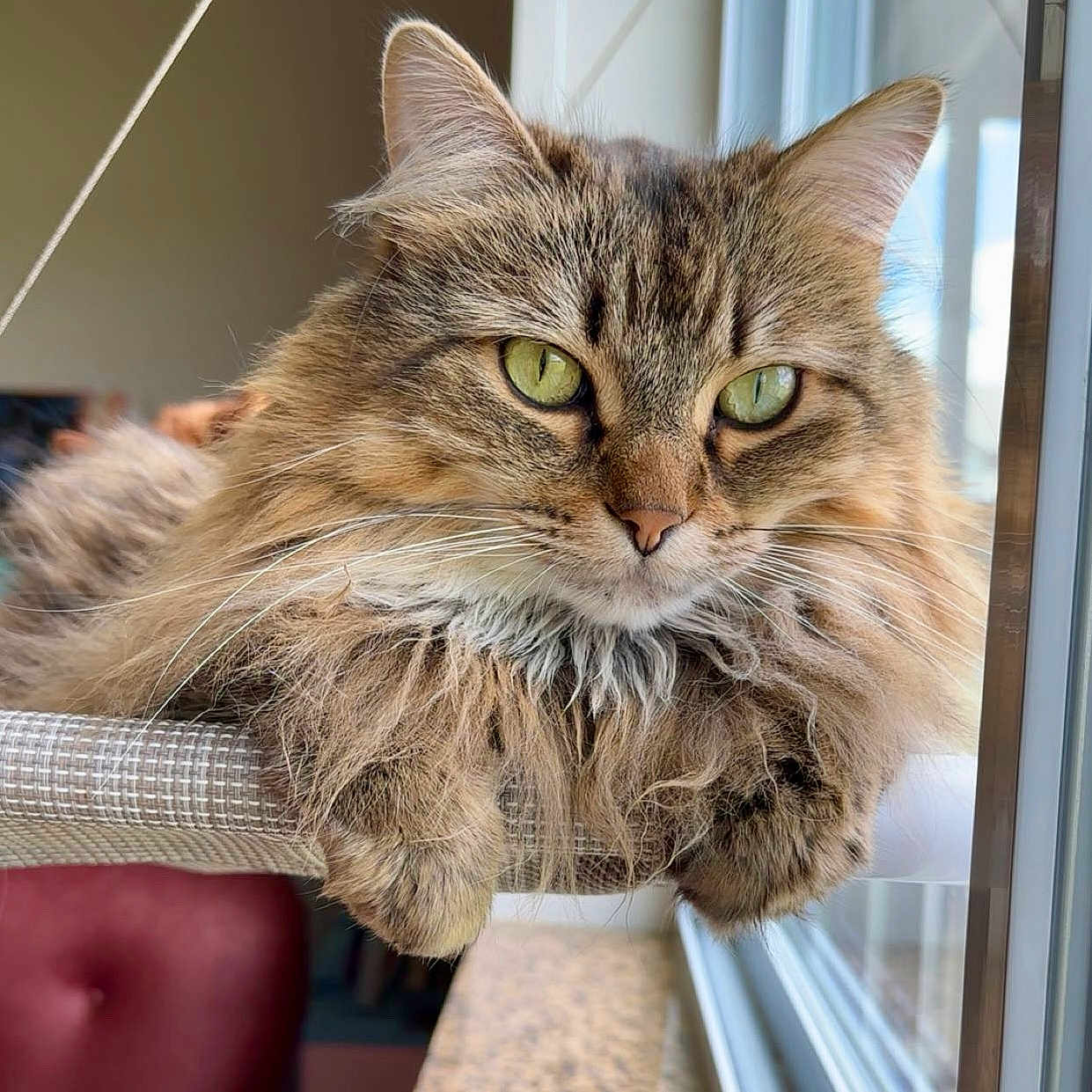 Flora is registered to the contest to win money with this photo: animal, calm, cat, close_up, cozy, cute, domestic, feline, fluffy, fur, green_eyes, indoor, natural_light, perch, pet, portrait, relaxed, resting, whiskers, window
