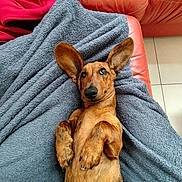 Yuki participe au concours pour gagner de l'argent avec cette photo : dog, dachshund, pet, lying_down, blanket, red_couch, ears, brown_fur, indoor, floor_tiles, cozy, cute, animal, relaxed, looking_up, paw, snout, fur_texture, resting, domestic