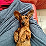 dog, dachshund, pet, lying_down, blanket, red_couch, ears, brown_fur, indoor, floor_tiles, cozy, cute, animal, relaxed, looking_up, paw, snout, fur_texture, resting, domestic