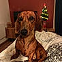 Yuki participe au concours pour gagner de l'argent avec cette photo : dog, dachshund, pet, animal, blanket, indoor, christmas_tree, holiday, cozy, furniture, wooden_floor, warm_lighting, brown_wall, cute, portrait, sitting, small_dog, decor, home, soft_texture