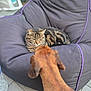 dog, cat, bean_bag, tabby_cat, brown_dog, animal_interaction, indoor, floor_tiles, curious_dog, relaxed_cat, furniture, pet, home, purple_piping, close_up, looking, sitting, animal, mammal, companion_animals