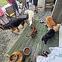 Yuki a rejoint le concours — aidez-le/la à gagner de superbes lots ! dog, dogs, outdoor, people, chair, gravel, food_bowl, cigarette_butts, tree_stump, grass, person, footwear, shorts, tshirt, leash, pavement, patio, canine, pet, social_gathering