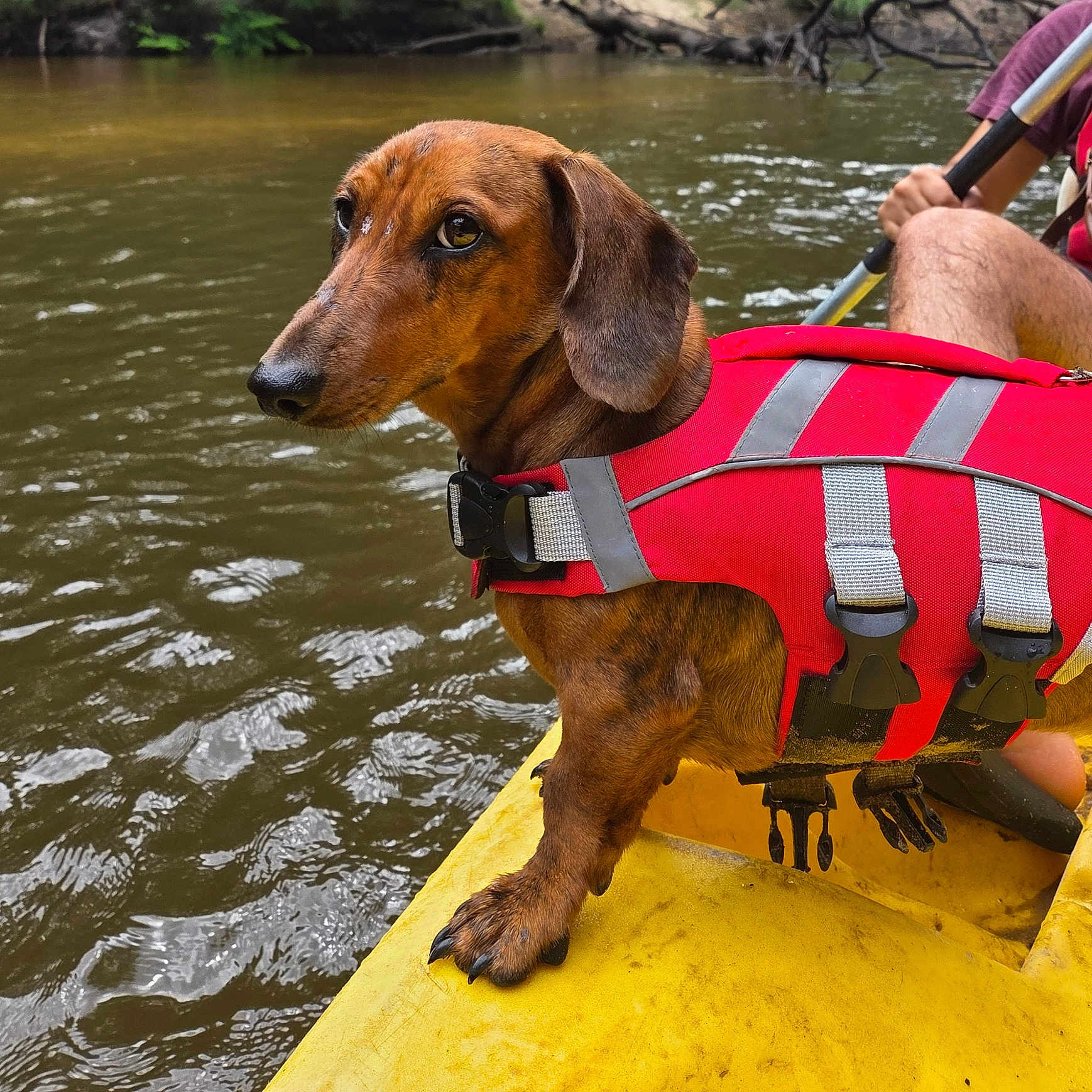 Yuki a rejoint le concours — aidez-le/la à gagner de superbes lots ! adventure, animal, brown_dog, canoeing, close_up, dachshund, dog, kayak, life_jacket, nature, outdoor, paddle, person, pet, reflection, river, sport, summer, travel, water