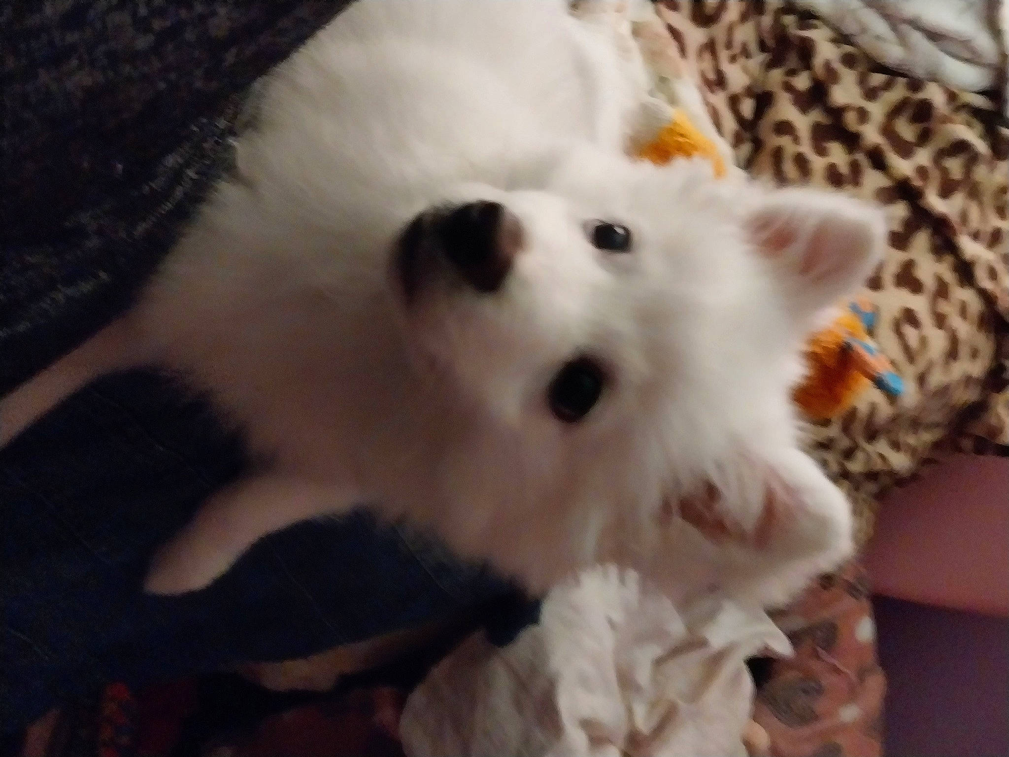 Snowflake joined the competition — help win amazing prizes! american_eskimo_dog, canidae, carnivore, companion_dog, dog_breed, fawn, felidae, fur, japanese_spitz, non_sporting_group, samoyed, small_to_medium_sized_cats, snout, sporting_group, tail, terrestrial_animal, toy_dog, volpino_italiano, whiskers, working_animal