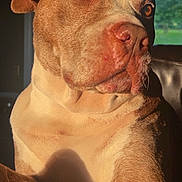 Jax is registered to the contest to win money with this photo: dog, pitbull, brown, white, indoor, sunlight, portrait, closeup, pet, animal, eyes, face, fur, nose, ears, couch, window, shadow, daylight, relaxed