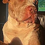 dog, pitbull, brown, white, indoor, sunlight, portrait, closeup, pet, animal, eyes, face, fur, nose, ears, couch, window, shadow, daylight, relaxed