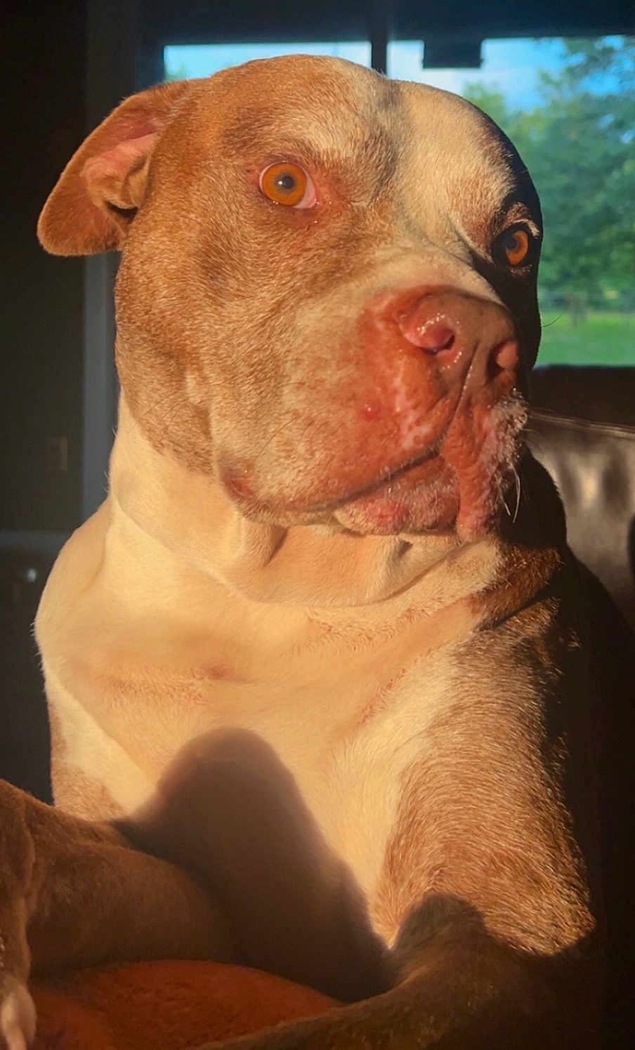 Jax joined the competition — help win amazing prizes! dog, pitbull, brown, white, indoor, sunlight, portrait, closeup, pet, animal, eyes, face, fur, nose, ears, couch, window, shadow, daylight, relaxed
