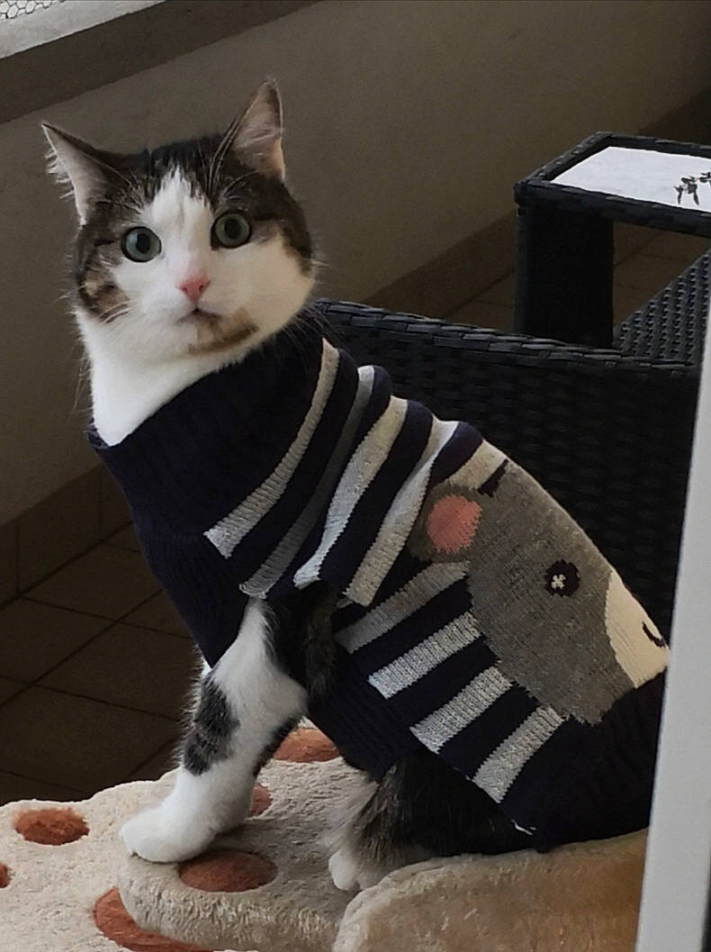 Diego participe au concours pour gagner de l'argent avec cette photo : american_shorthair, american_wirehair, black_and_white, carnivore, cat, domestic_short_haired_cat, european_shorthair, fawn, felidae, formal_wear, fur, kitten, paw, polydactyl_cat, small_to_medium_sized_cats, suit, tabby_cat, tail, tuxedo, whiskers