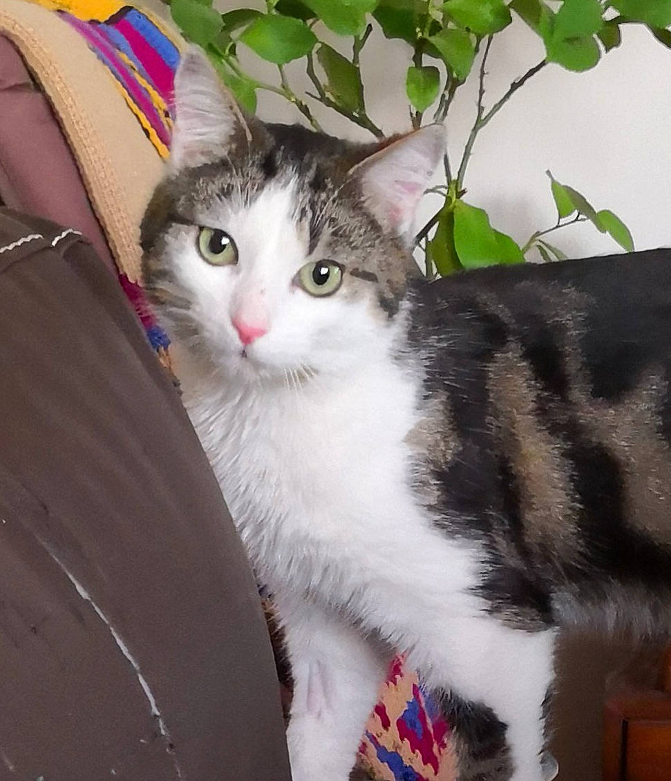 Diego a rejoint le concours — aidez-le/la à gagner de superbes lots ! aegean_cat, american_curl, american_shorthair, american_wirehair, asian, carnivore, cat, domestic_short_haired_cat, european_shorthair, eye, felidae, fur, kitten, mammal, norwegian_forest_cat, small_to_medium_sized_cats, tabby_cat, tail, tree, whiskers