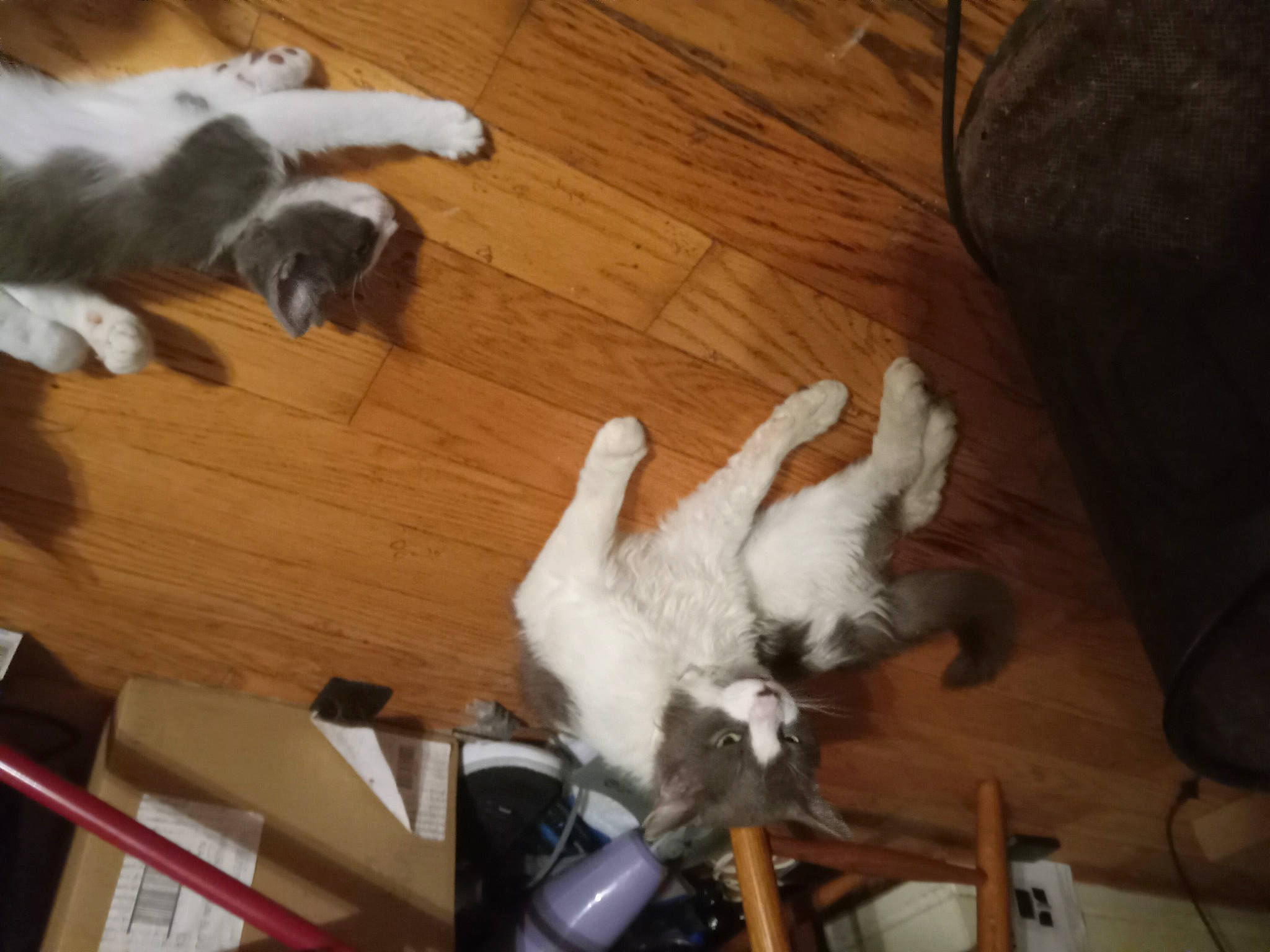 Smokey is registered to the contest to win money with this photo: carnivore, cat, companion_dog, dog_breed, felidae, floor, flooring, fur, hardwood, laminate_flooring, room, small_to_medium_sized_cats, tail, varnish, wing, wood, wood_flooring, wood_stain