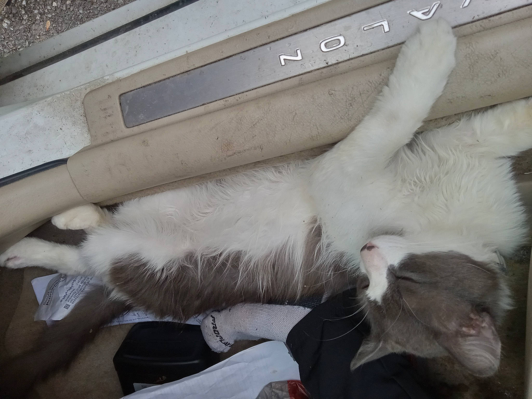 Smokey joined the competition — help win amazing prizes! auto_part, automotive_exterior, carnivore, cat, claw, comfort, domestic_short_haired_cat, felidae, fur, gesture, paw, small_to_medium_sized_cats, snout, tail, tree, vehicle_door, whiskers, window