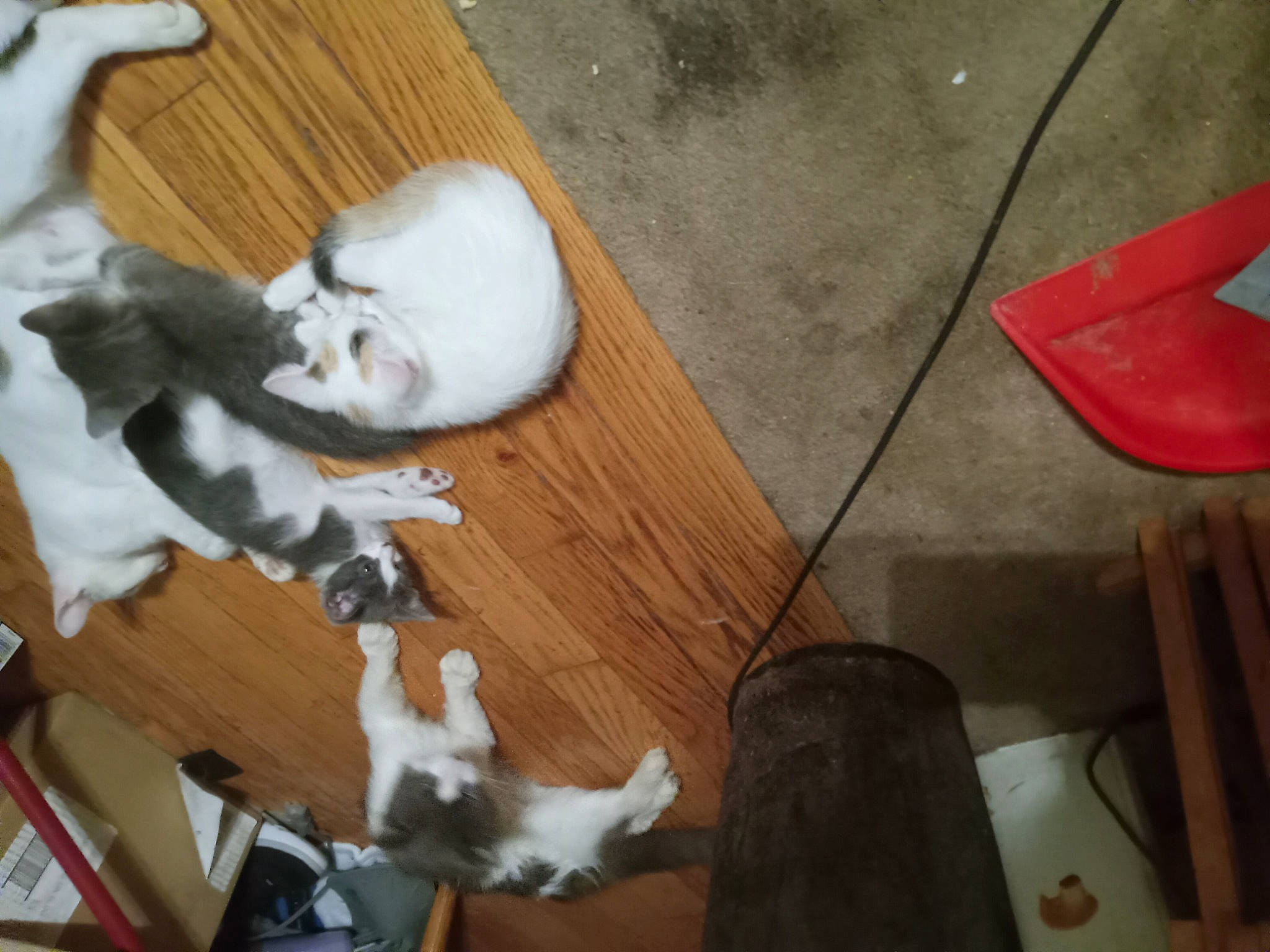 Smokey joined the competition — help win amazing prizes! canidae, carmine, carnivore, cat, companion_dog, dog_breed, domestic_short_haired_cat, fawn, felidae, flooring, fur, hardwood, paw, room, small_to_medium_sized_cats, snapshot, sporting_group, tail, whiskers, wood