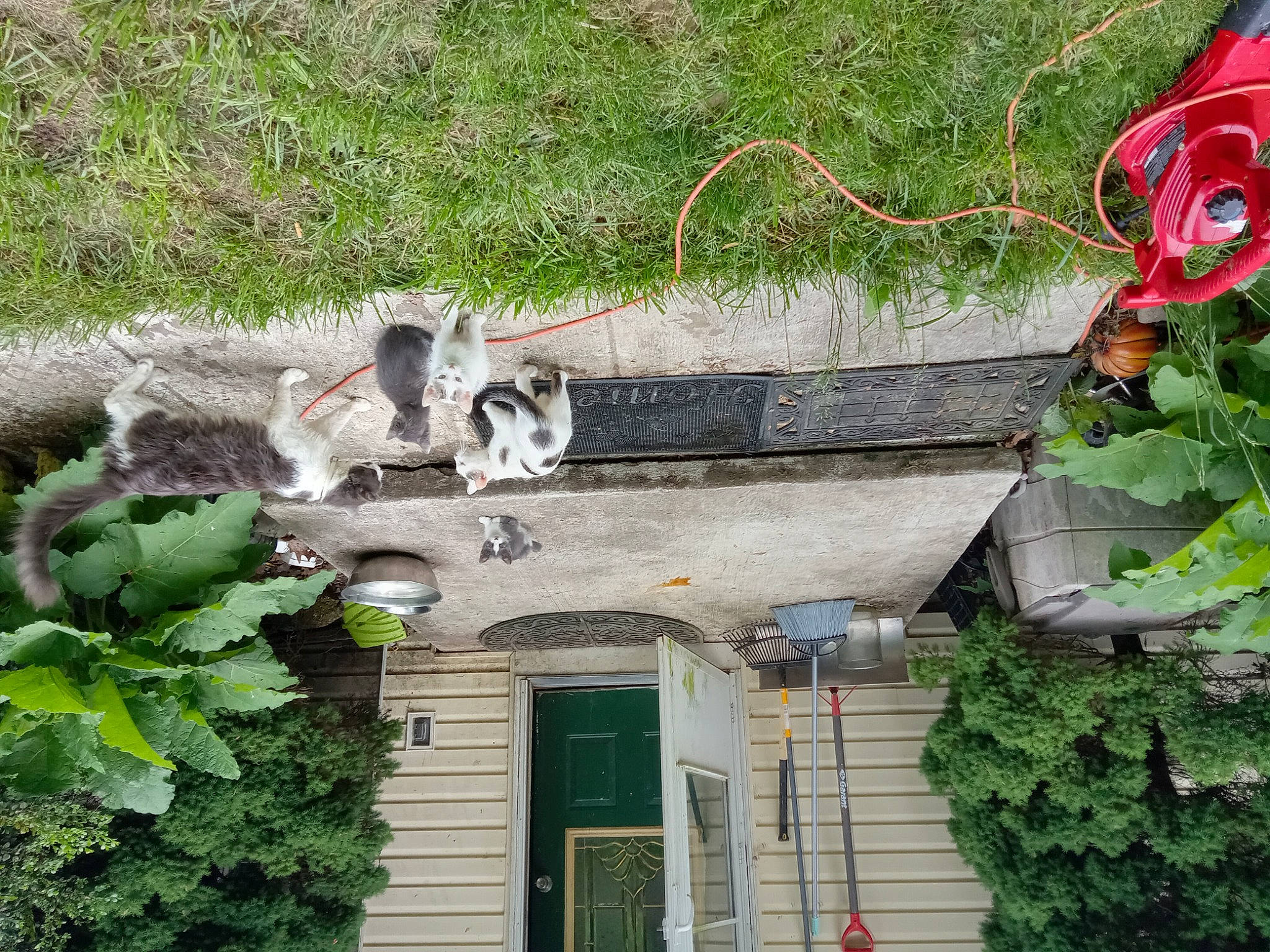 Smokey Jr is registered to the contest to win money with this photo: building, concrete, cottage, door, facade, garden, grass, green, home, house, landscape, plant, roof, rural_area, siding, stairs, town, window, wood, yard