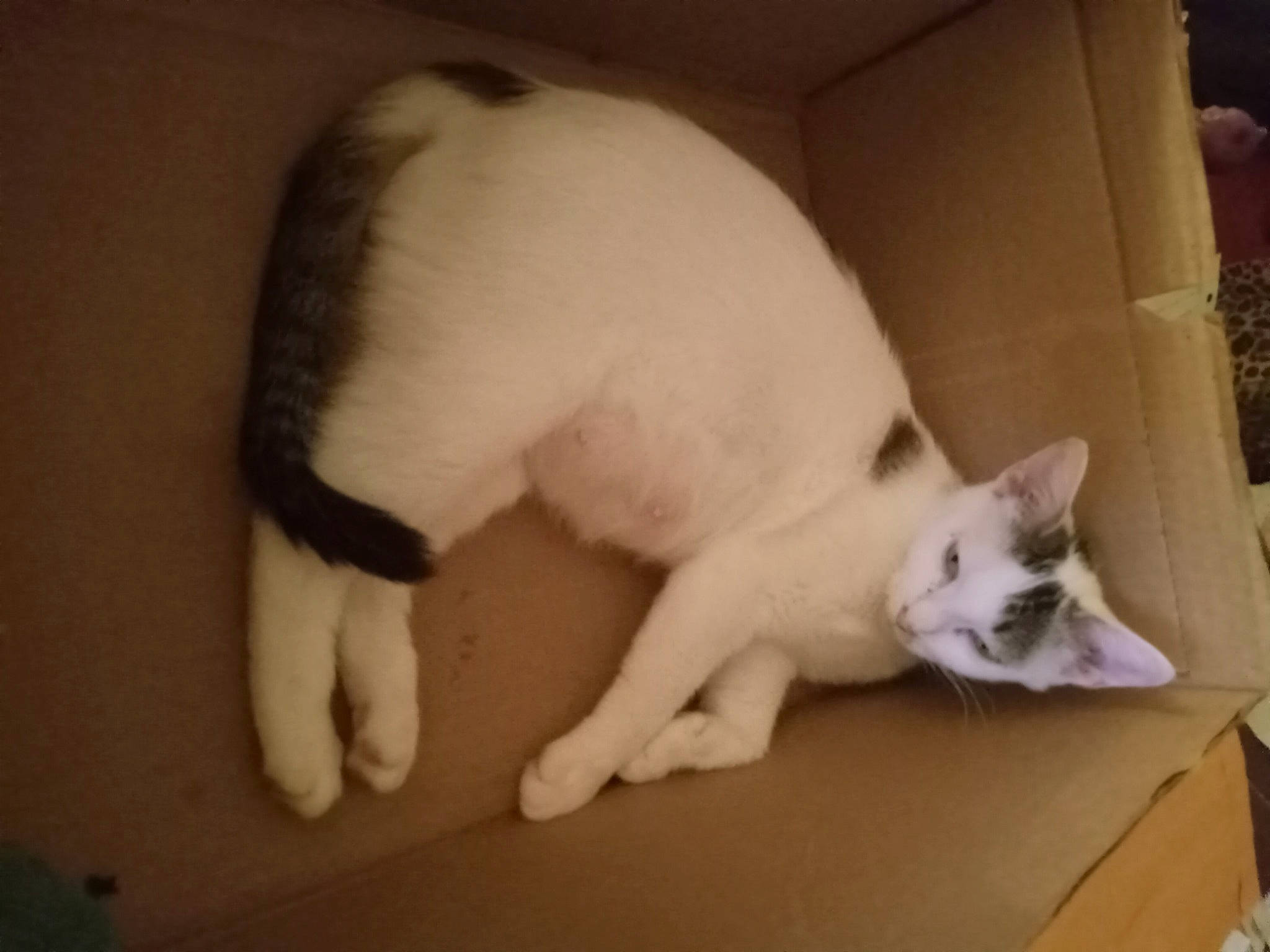 Dalmatian joined the competition — help win amazing prizes! carnivore, cat, claw, comfort, domestic_short_haired_cat, fang, fawn, felidae, flooring, fur, paw, small_to_medium_sized_cats, snout, tail, terrestrial_animal, whiskers