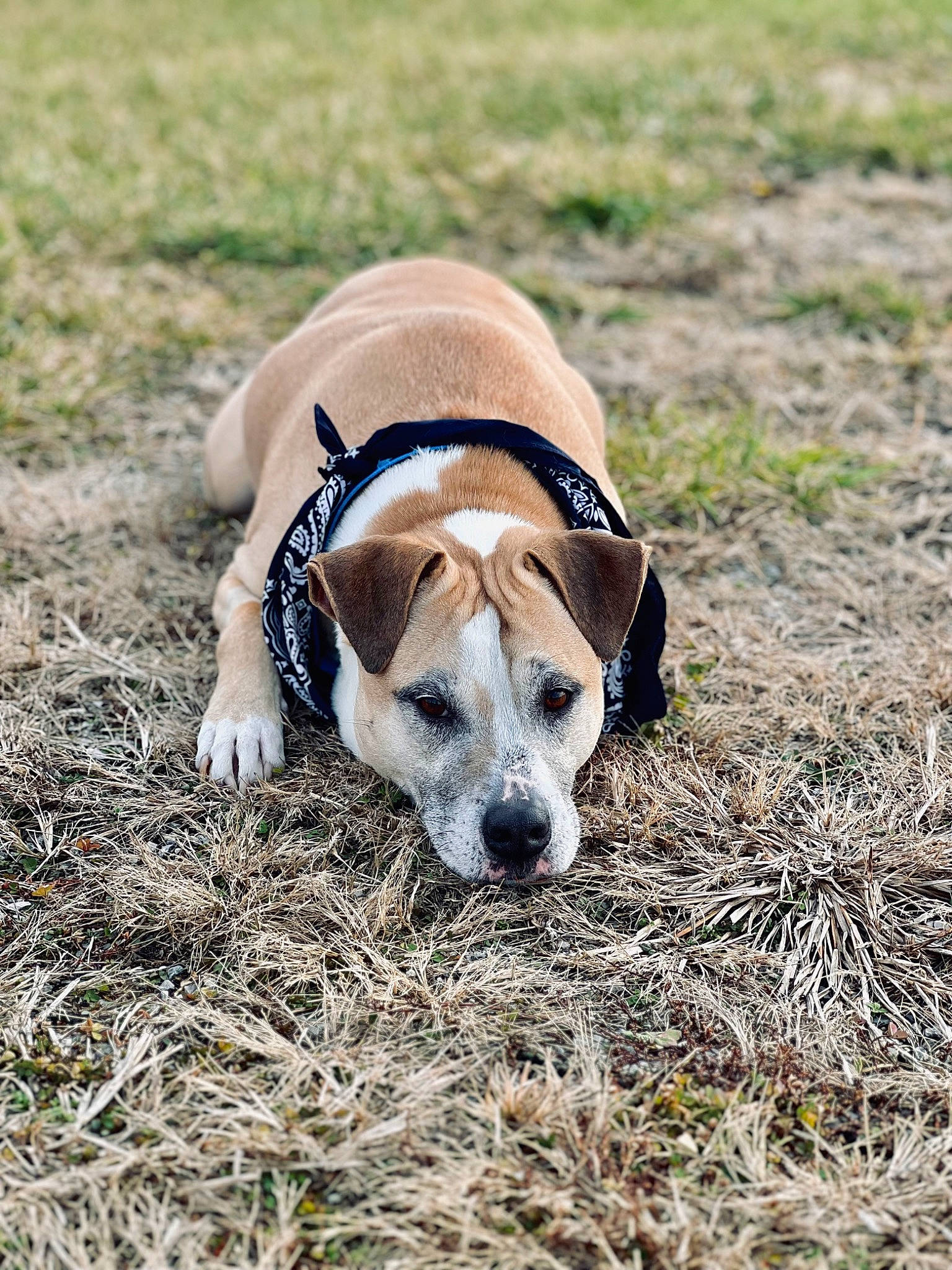Cleo is registered to the contest to win money with this photo: canidae, carnivore, collar, companion_dog, dog, dog_breed, dog_collar, fawn, grass, grassland, hunting_dog, pet_supply, prairie, soil, terrestrial_animal, working_animal, working_terrier