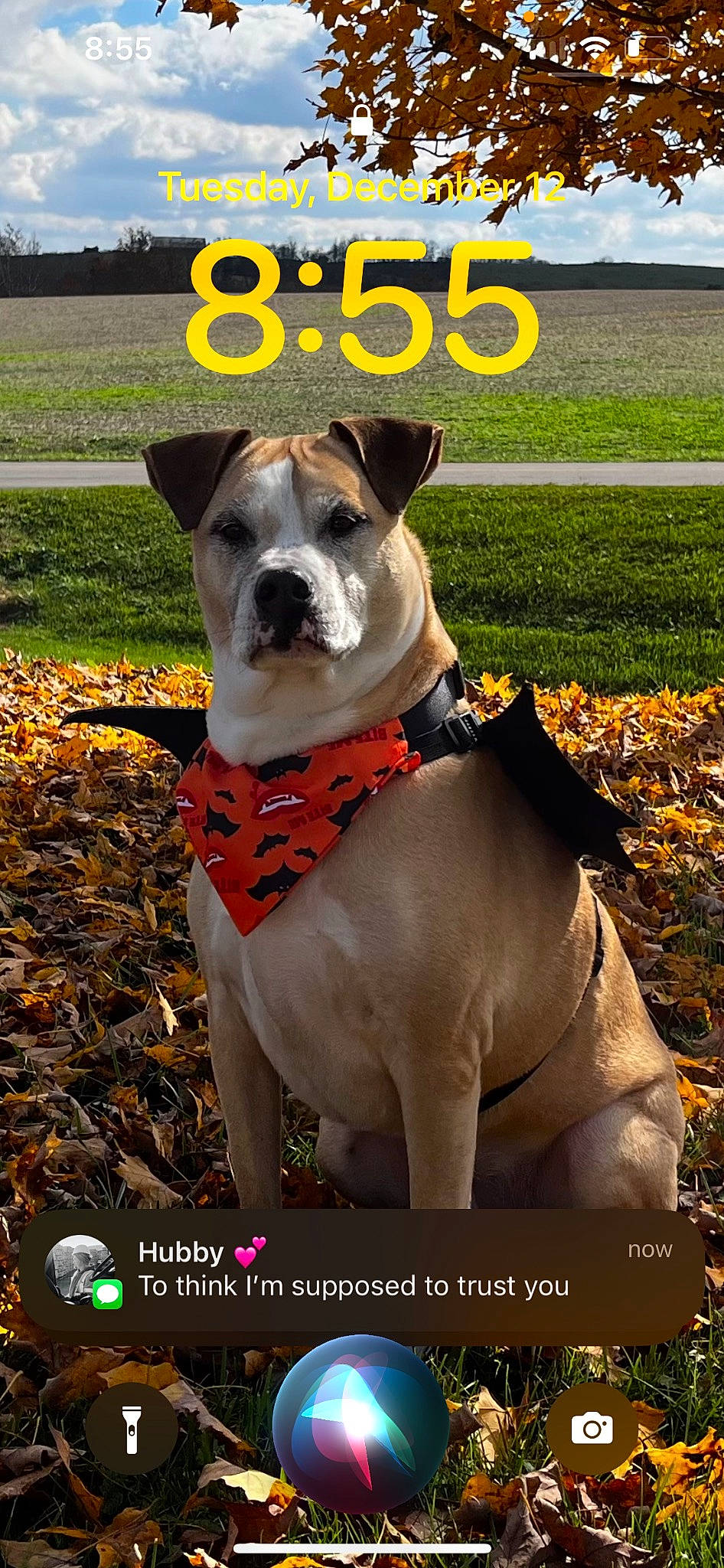 Cleo joined the competition — help win amazing prizes! adventure, canidae, carnivore, collar, companion_dog, dog, dog_breed, dog_collar, dog_supply, fashion_accessory, fawn, grass, hat, pet_supply, plant, sky, snout, sporting_group, whiskers, working_animal