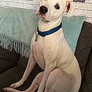 Roxi is registered to the contest to win money with this photo: dog, white_dog, blue_collar, couch, living_room, framed_photos, brick_wall, throw_blanket, pet, indoor, seated, curious, ears_up, canine, household, domestic_animal, fur, portrait, animal, relaxed