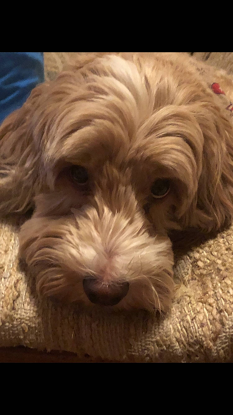 Darby joined the competition — help win amazing prizes! bolonka, canidae, carnivore, cavapoo, cockapoo, companion_dog, dog, dog_breed, havanese, kyi_leo, maltepoo, mammal, petit_basset_griffon_vendeen, poodle_crossbreed, puppy, schnoodle, shih_tzu, snout, tibetan_terrier, vertebrate