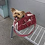 Fripouille a rejoint le concours — aidez-le/la à gagner de superbes lots ! animal, bag, bench, companion, cute, dog, ears_up, floor, fur, happy, indoor, leash, maroon, metal_bench, pet, public_space, small_dog, tongue_out, travel_bag, waiting
