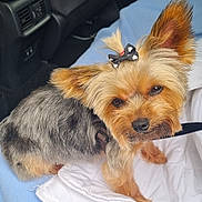 Fripouille a rejoint le concours — aidez-le/la à gagner de superbes lots ! adorable, animal, blanket, bow, car_interior, close_up, companion, cute, cute_pet, dog, domestic_animal, ears, face, fluffy, fur, leash, pet, sitting, small_dog, yorkshire_terrier
