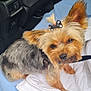 adorable, animal, blanket, bow, car_interior, close_up, companion, cute, cute_pet, dog, domestic_animal, ears, face, fluffy, fur, leash, pet, sitting, small_dog, yorkshire_terrier