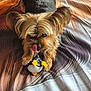 Fripouille a rejoint le concours — aidez-le/la à gagner de superbes lots ! animal, bedspread, black_fur, brown_fur, cozy, cute, dog, fluffy_ears, indoor, licking_nose, lying_down, paws, penguin_toy, pet, playful, small_dog, striped, toy, white, yellow