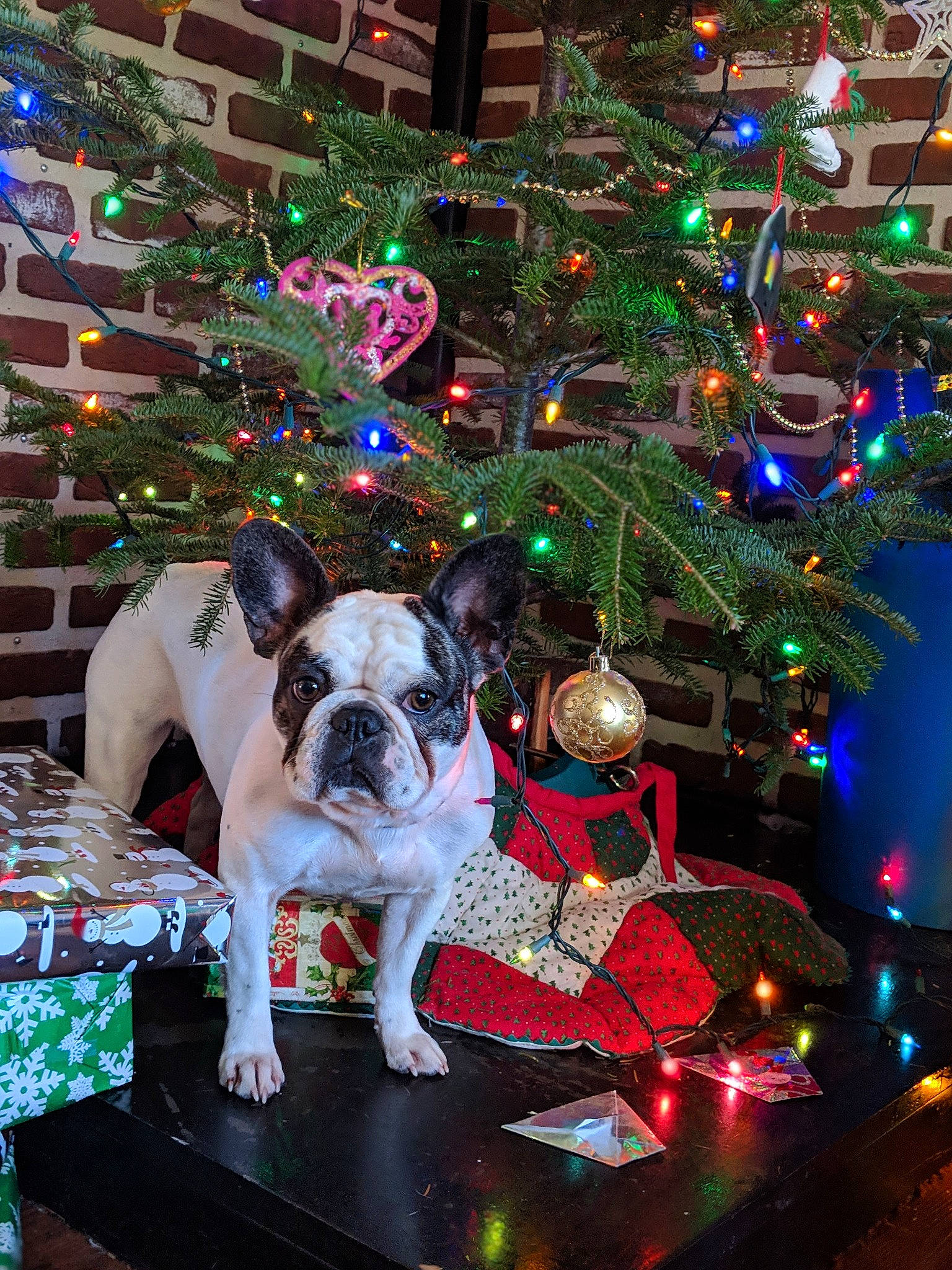 Starla Bright is registered to the contest to win money with this photo: boston_terrier, canidae, carnivore, christmas, christmas_decoration, christmas_eve, christmas_lights, christmas_ornament, christmas_tree, companion_dog, dog, dog_breed, event, fawn, french_bulldog, holiday, non_sporting_group, snout, sporting_group, tree