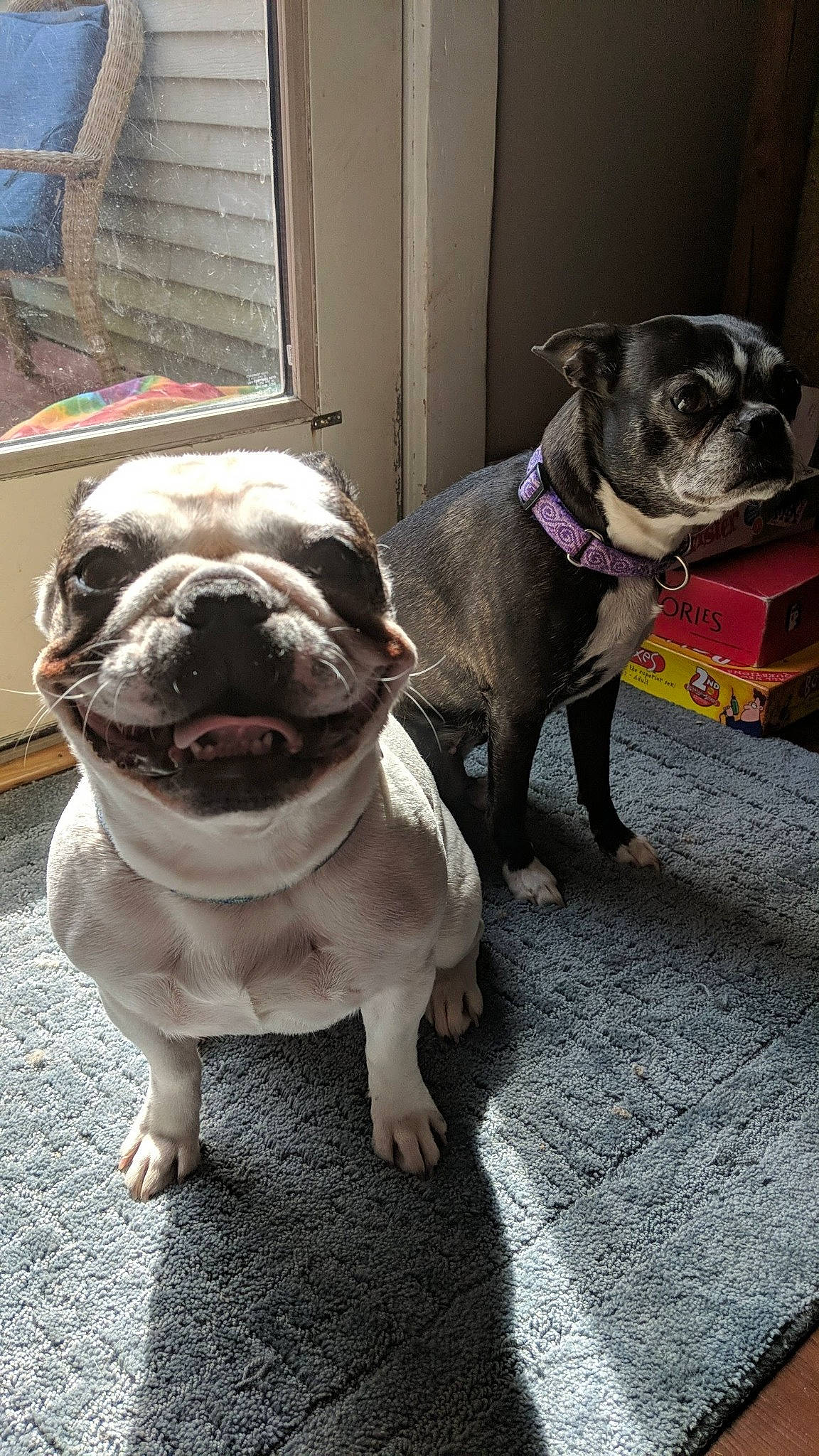 Starla Bright is registered to the contest to win money with this photo: american_bulldog, australian_bulldog, canidae, carnivore, companion_dog, dog, dog_breed, dorset_olde_tyme_bulldogge, fawn, mammal, non_sporting_group, pug, puppy, puppy_love, skin, snout, tongue, toy_bulldog, toy_dog, vertebrate