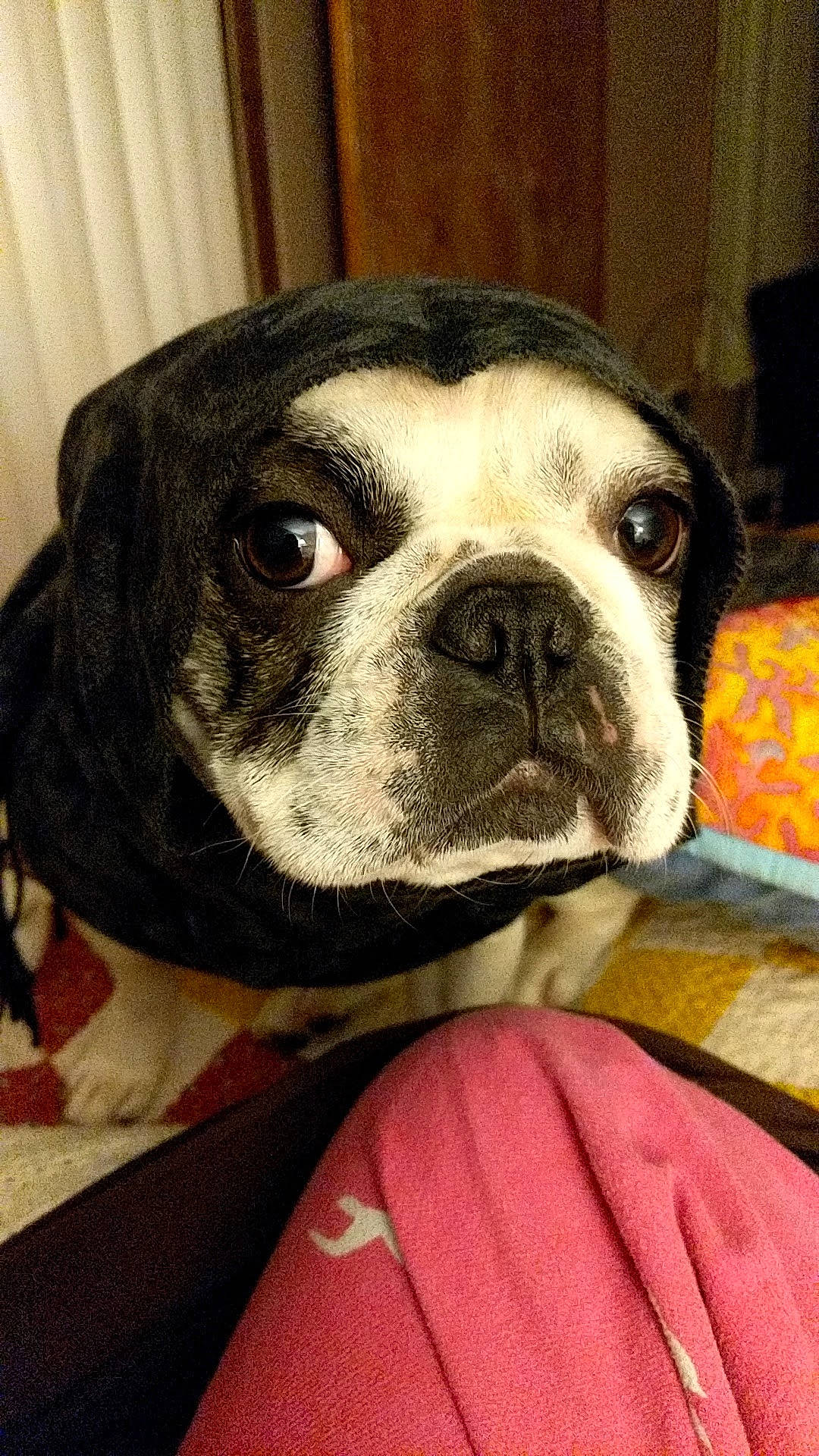 Starla Bright joined the competition — help win amazing prizes! australian_bulldog, boston_terrier, bulldog, canidae, carnivore, close_up, companion_dog, dog, dog_breed, eye, fawn, mammal, non_sporting_group, nose, puppy, skin, snout, sporting_group, toy_bulldog, vertebrate