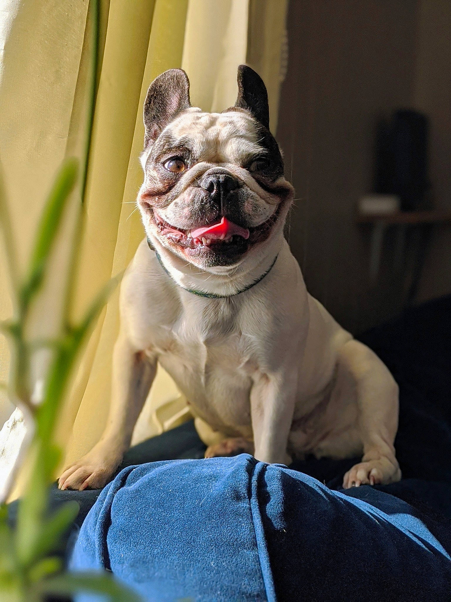 Starla Bright joined the competition — help win amazing prizes! american_bulldog, australian_bulldog, british_bulldogs, bulldog, canidae, carnivore, companion_dog, dog, dog_breed, fawn, french_bulldog, mammal, non_sporting_group, pug, snout, toy_bulldog, toy_dog, vertebrate, white_english_bulldog