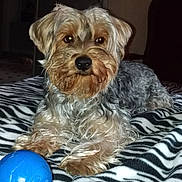 Slow participe au concours pour gagner de l'argent avec cette photo : dog, pet, animal, indoor, blanket, zebra_pattern, blue_ball, fur, cute, small_dog, playful, resting, mammal, companion, domestic, paw, face, indoor_lighting, curious, toy
