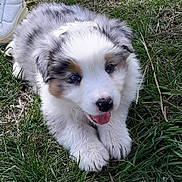 Léo participe au concours pour gagner de l'argent avec cette photo : puppy, dog, grass, outdoor, playful, cute, fluffy, tongue_out, animal, pet, white_fur, gray_fur, brown_fur, paw, young, nature, closeup, snout, happy, resting