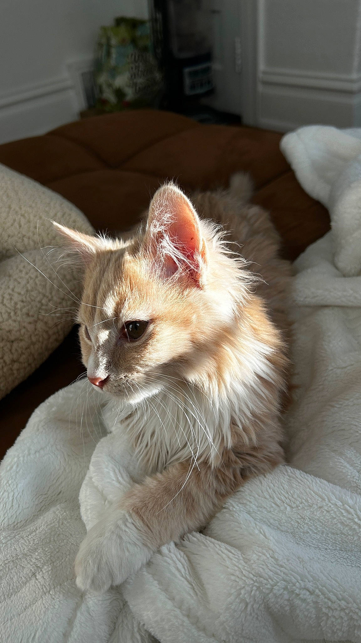 Dobby joined the competition — help win amazing prizes! carnivore, cat, claw, comfort, domestic_short_haired_cat, eye, fawn, felidae, fur, head, laperm, paw, small_to_medium_sized_cats, snout, tail, whiskers