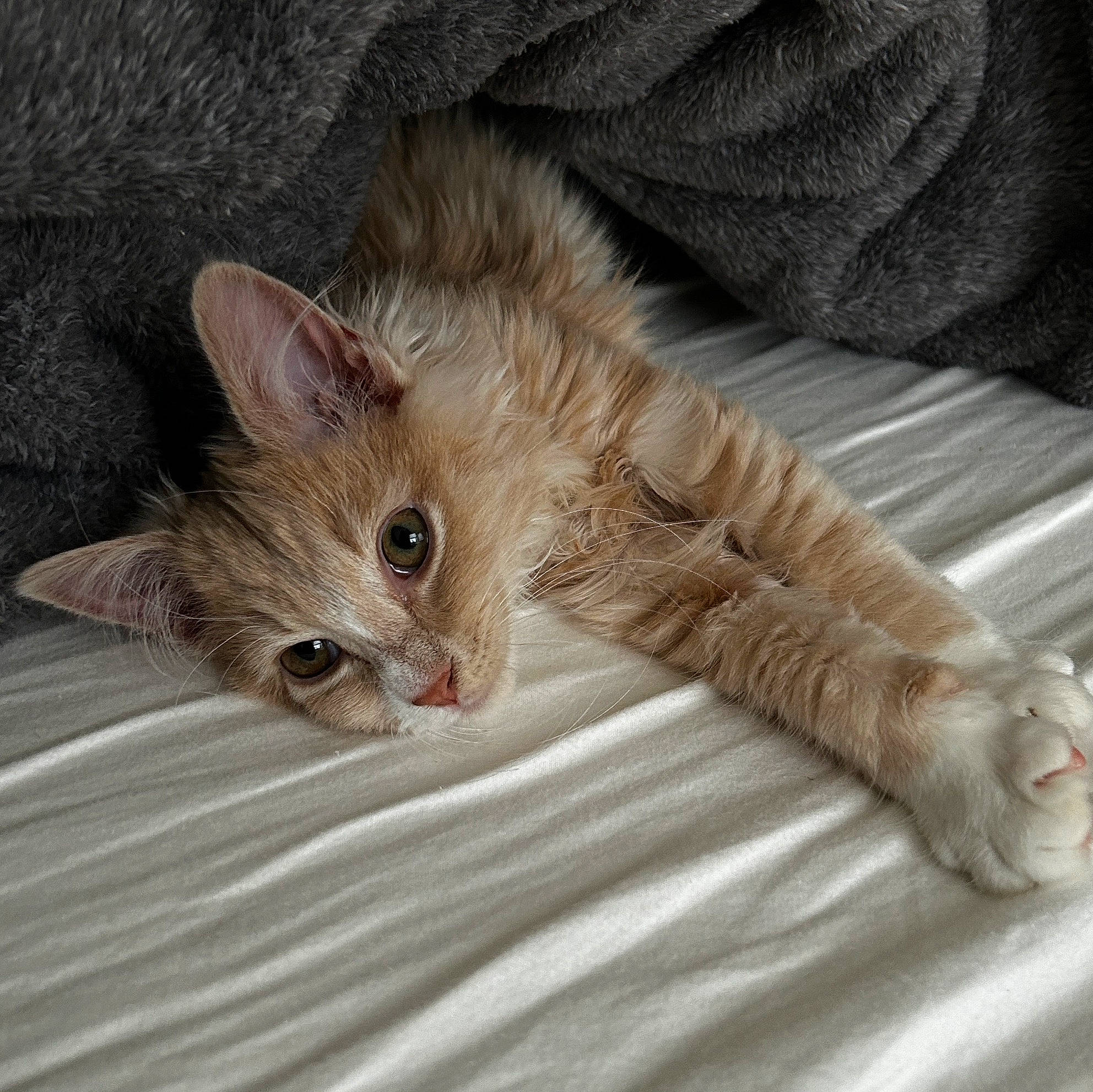 Dobby is registered to the contest to win money with this photo: carnivore, cat, claw, comfort, domestic_short_haired_cat, eye, fawn, felidae, fur, laperm, paw, small_to_medium_sized_cats, tail, terrestrial_animal, whiskers