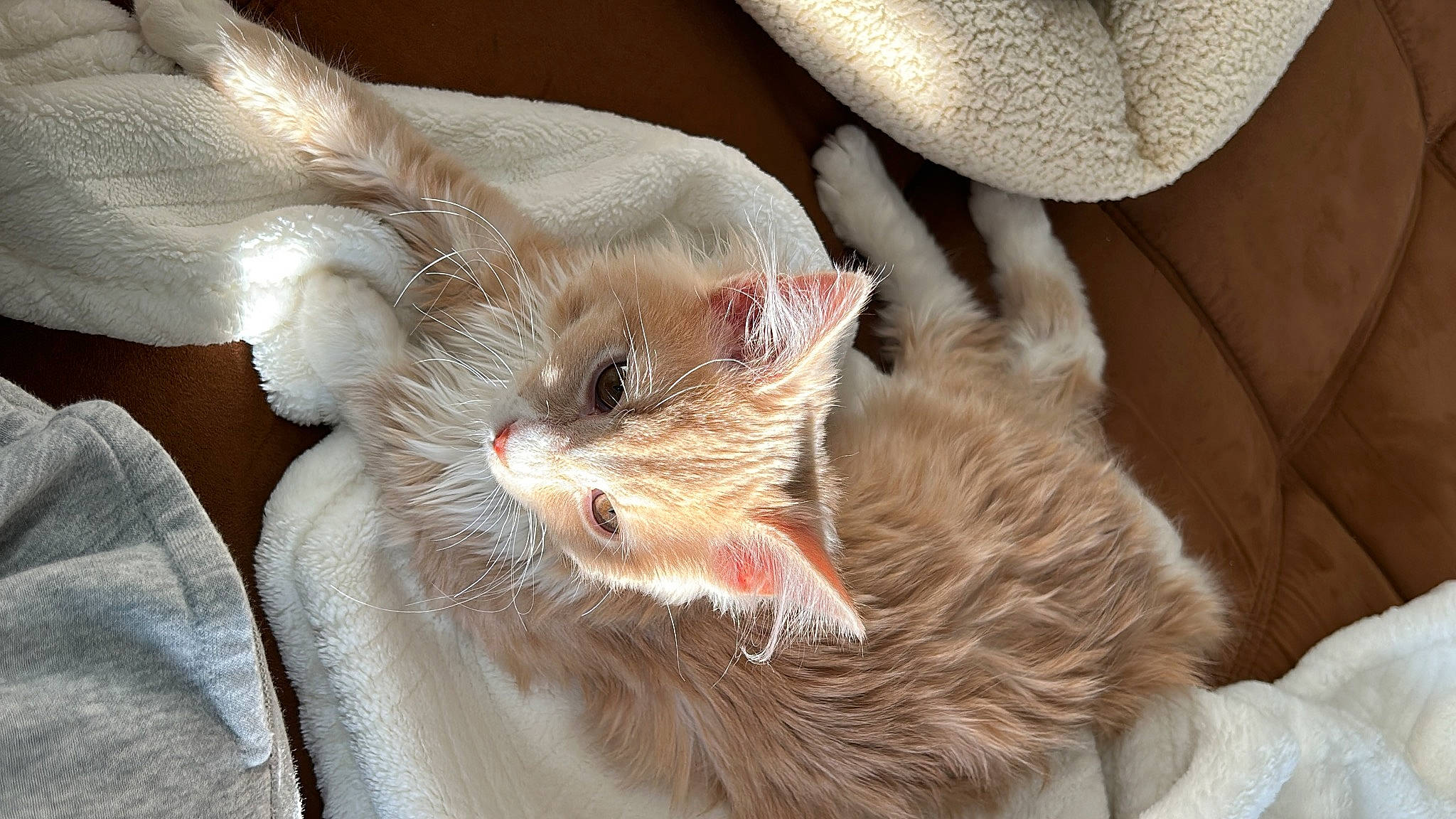 Dobby joined the competition — help win amazing prizes! carnivore, cat, claw, comfort, domestic_short_haired_cat, ear, eye, fang, felidae, fur, gesture, laperm, nail, nap, paw, small_to_medium_sized_cats, snout, tail, whiskers