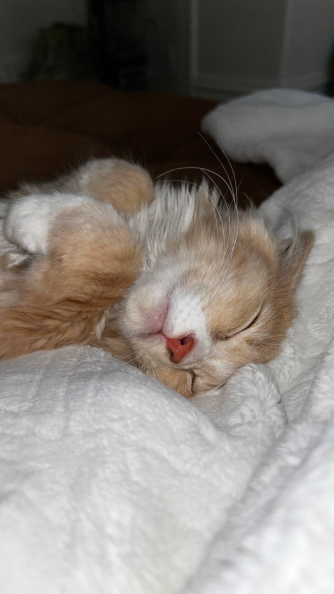 Dobby joined the competition — help win amazing prizes! carnivore, cat, claw, comfort, domestic_short_haired_cat, fawn, felidae, foot, fur, linens, nap, paw, sleep, small_to_medium_sized_cats, tail, terrestrial_animal, whiskers