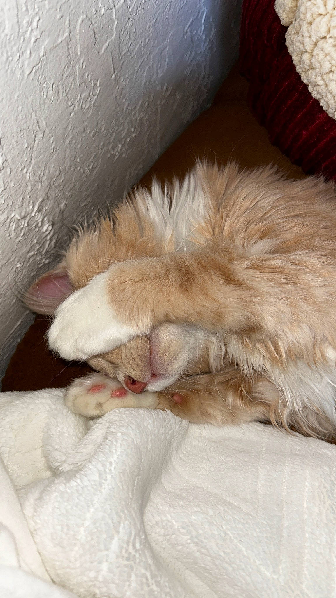 Dobby is registered to the contest to win money with this photo: carnivore, cat, claw, comfort, felidae, fur, nap, natural_material, paw, small_to_medium_sized_cats, tail, whiskers