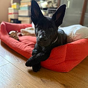 Weedya a rejoint le concours — aidez-le/la à gagner de superbes lots ! animal, black_dog, blurred_background, boxes, cozy, crossed_paws, cute, dog, dog_bed, domestic, ears, household_items, indoors, pet, portrait, red_bed, relaxed, shelf, sitting, wooden_floor
