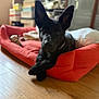 animal, black_dog, blurred_background, boxes, cozy, crossed_paws, cute, dog, dog_bed, domestic, ears, household_items, indoors, pet, portrait, red_bed, relaxed, shelf, sitting, wooden_floor