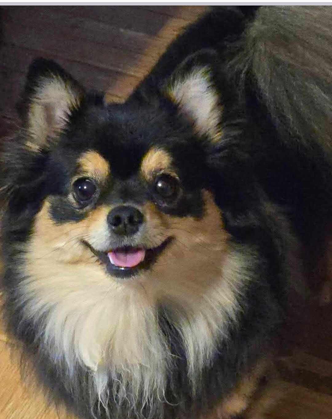 Tilly Bea joined the competition — help win amazing prizes! dog, fluffy, small_dog, happy, tongue_out, pet, indoor, wooden_floor, black_and_tan, long_fur, cute, smiling, face, ears, animal, companion, furry, domestic_animal, friendly, canine