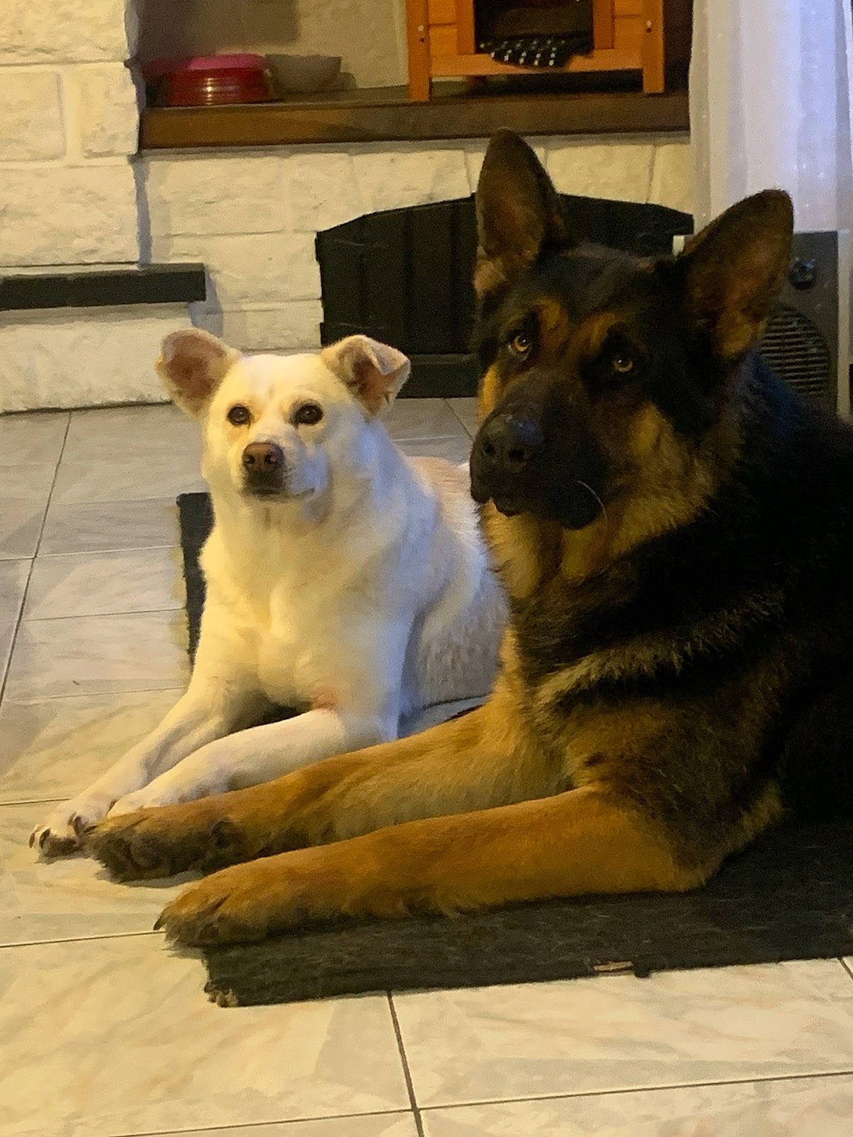 Snyper a rejoint le concours — aidez-le/la à gagner de superbes lots ! canidae, carnivore, companion_dog, dog, dog_breed, fawn, korean_jindo_dog, mammal, snout, street_dog, tail, vertebrate, working_dog