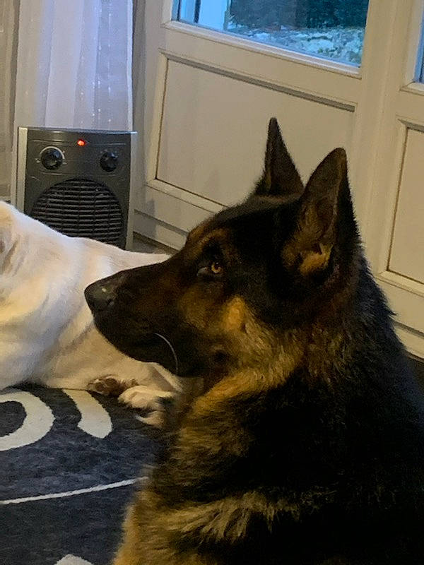 Snyper a rejoint le concours — aidez-le/la à gagner de superbes lots ! belgian_shepherd, belgian_shepherd_malinois, black_norwegian_elkhound, bohemian_shepherd, canidae, carnivore, dog, dog_breed, east_european_shepherd, german_shepherd_dog, king_shepherd, kunming_wolfdog, mammal, norwegian_elkhound, old_german_shepherd_dog, shiloh_shepherd_dog, tervuren, vertebrate