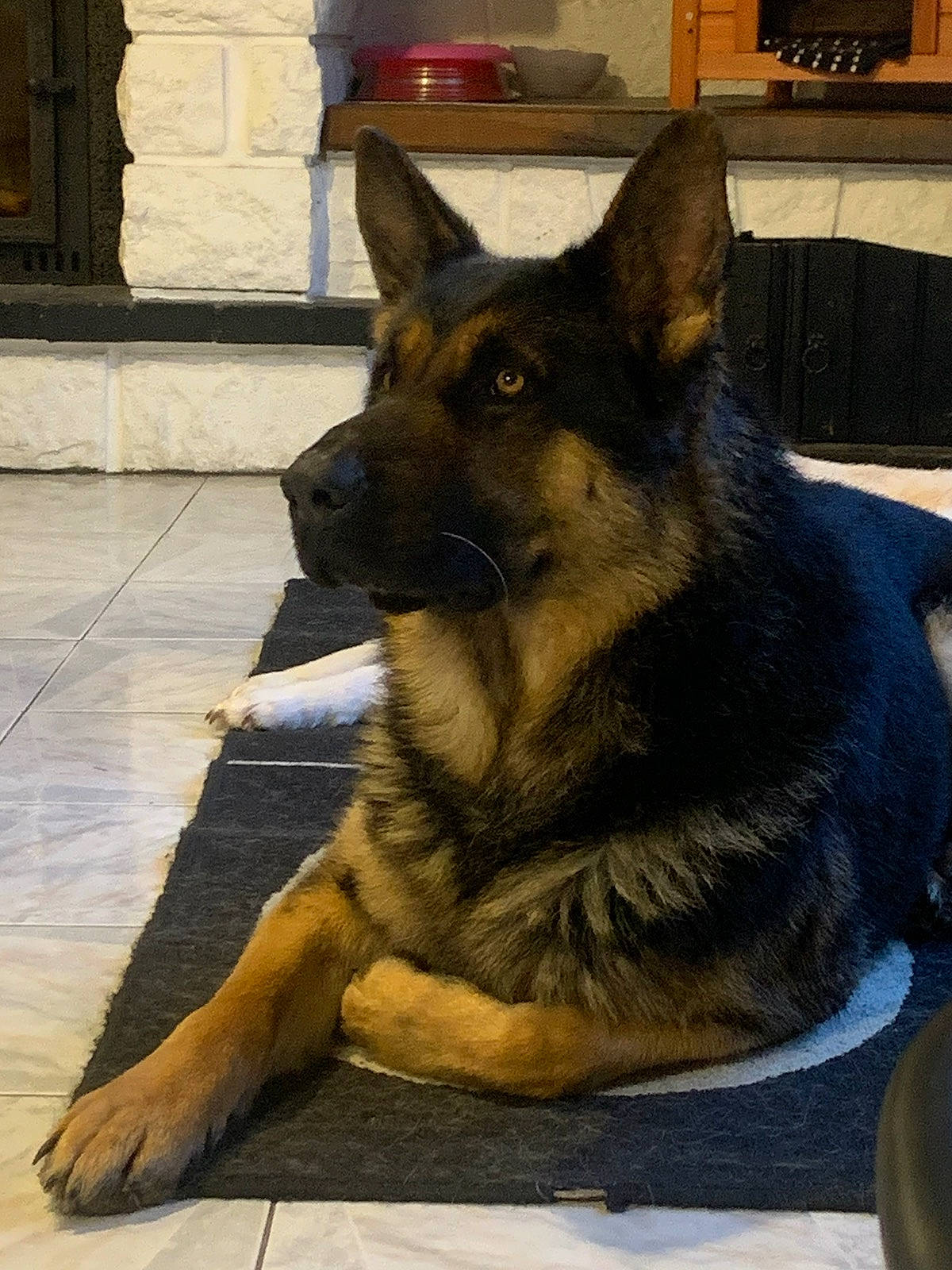 Snyper participe au concours pour gagner de l'argent avec cette photo : belgian_shepherd_malinois, bohemian_shepherd, canidae, carnivore, dog, dog_breed, east_european_shepherd, fawn, german_shepherd_dog, king_shepherd, kunming_wolfdog, mammal, norwegian_elkhound, old_german_shepherd_dog, police_dog, rare_breed_dog, shiloh_shepherd_dog, snout, vertebrate, working_dog