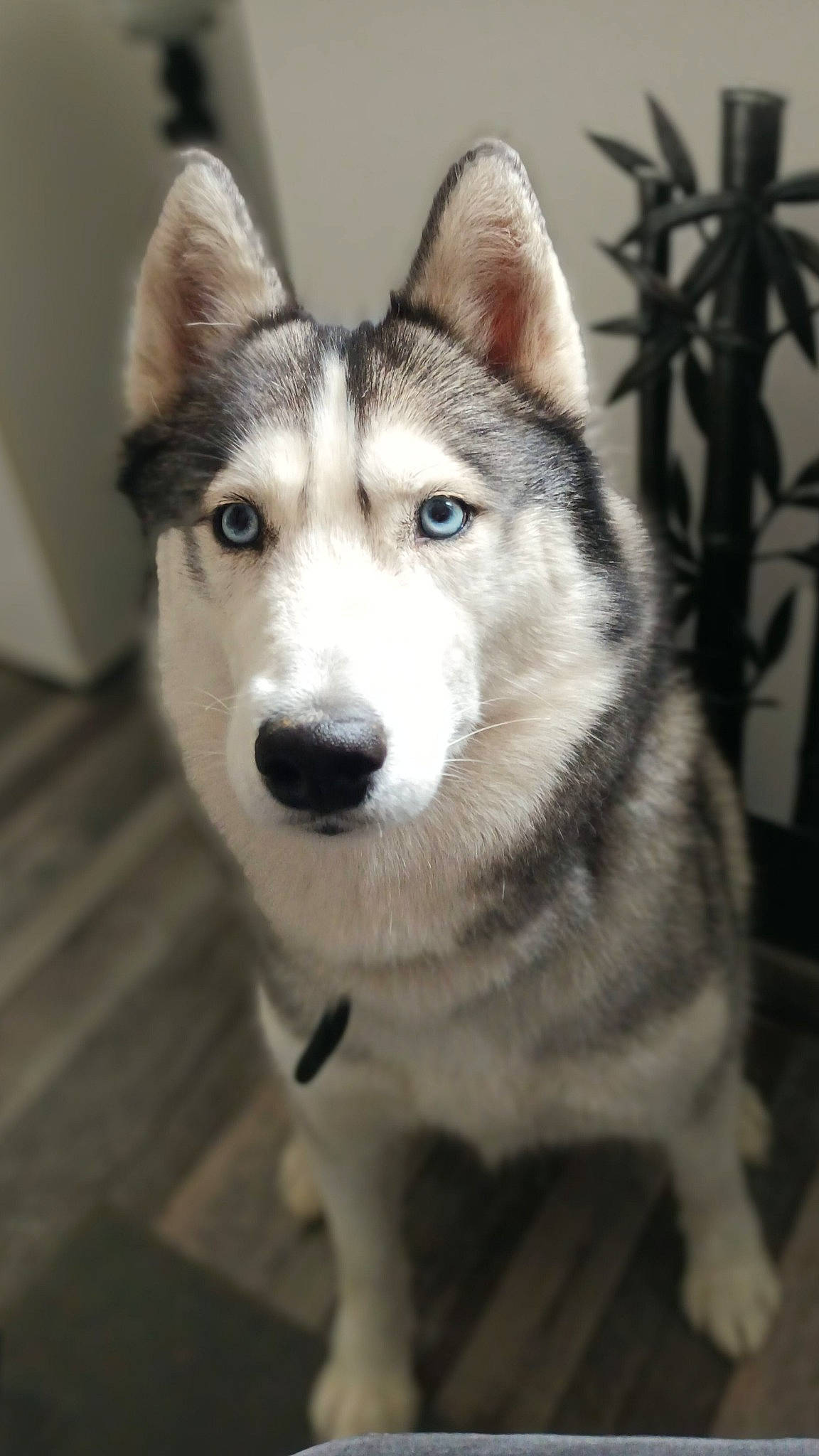 Slayka participe au concours pour gagner de l'argent avec cette photo : ancient_dog_breeds, art, canidae, canis, carnivore, dog, dog_breed, eye, fur, jaw, monochrome, monochrome_photography, sled_dog, snout, sporting_group, terrestrial_animal, whiskers, wildlife, wolf, working_dog