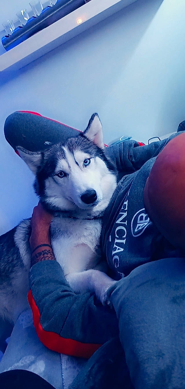 Slayka participe au concours pour gagner de l'argent avec cette photo : arm, azure, carnivore, comfort, companion_dog, cool, couch, dog, dog_breed, electric_blue, fur, hand, happy, human_leg, jaw, leg, siberian_husky, sled_dog, thigh, whiskers