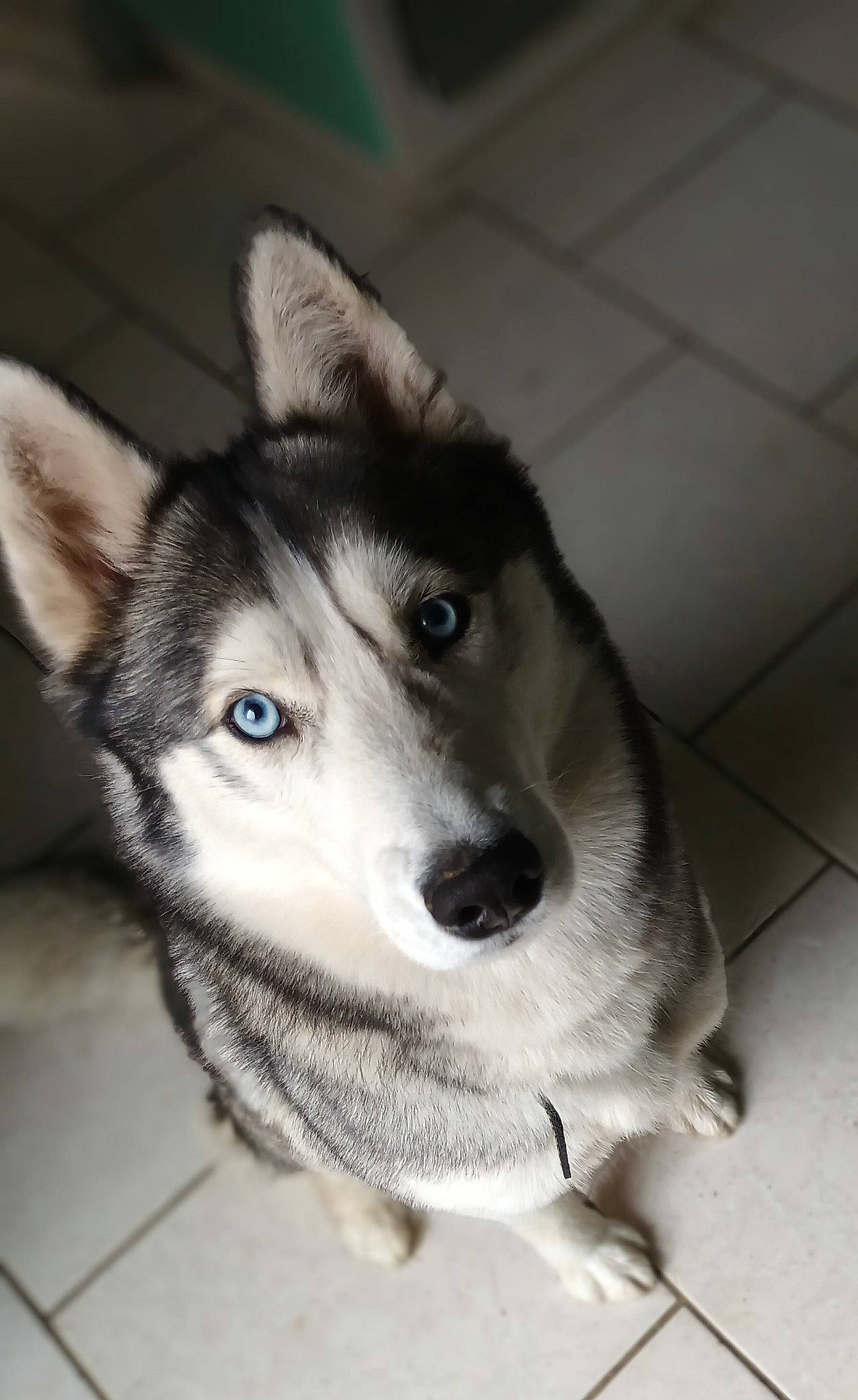 Slayka a rejoint le concours — aidez-le/la à gagner de superbes lots ! ancient_dog_breeds, canadian_eskimo_dog, canidae, canis, carnivore, companion_dog, dog, dog_breed, fur, grey, non_sporting_group, siberian_husky, sled_dog, snout, sporting_group, whiskers, wildlife, wolf, working_animal, working_dog