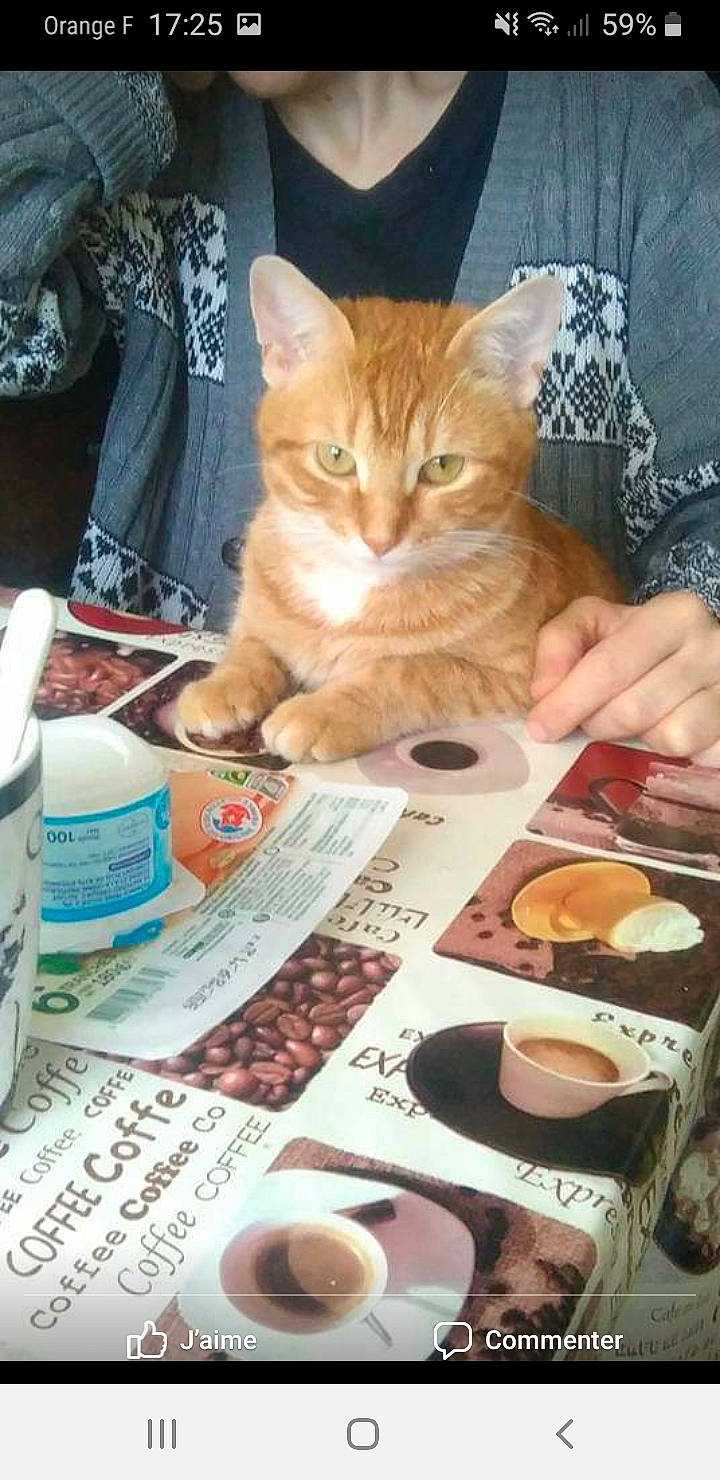 Praline participe au concours pour gagner de l'argent avec cette photo : asian, carnivore, cat, domestic_short_haired_cat, european_shorthair, felidae, food, kitten, meal, photo_caption, small_to_medium_sized_cats, tabby_cat, whiskers