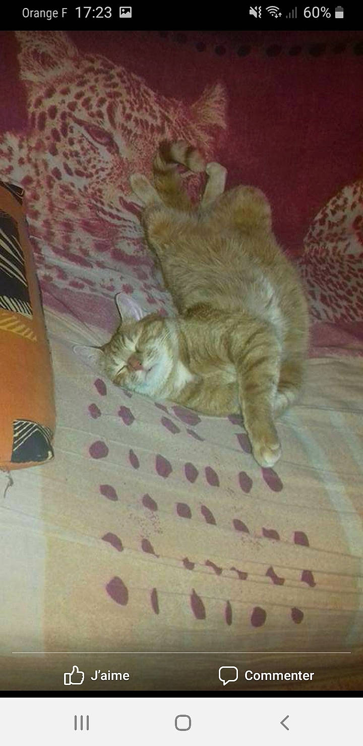 Praline participe au concours pour gagner de l'argent avec cette photo : american_curl, carnivore, cat, european_shorthair, fawn, felidae, kitten, norwegian_forest_cat, persian, small_to_medium_sized_cats, tabby_cat, tail, whiskers